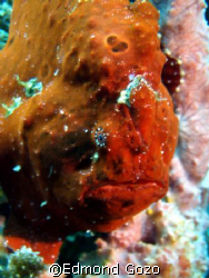 An orange frogfish, at the Napantao marine sanctuary in S... by Edmond Gozo 